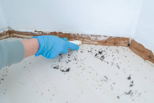 Best Termite Inspection and Treatment  in Hollis, OK